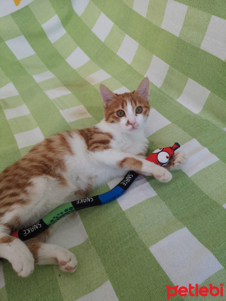 Sarman, Kedi  Karamel fotoğrafı