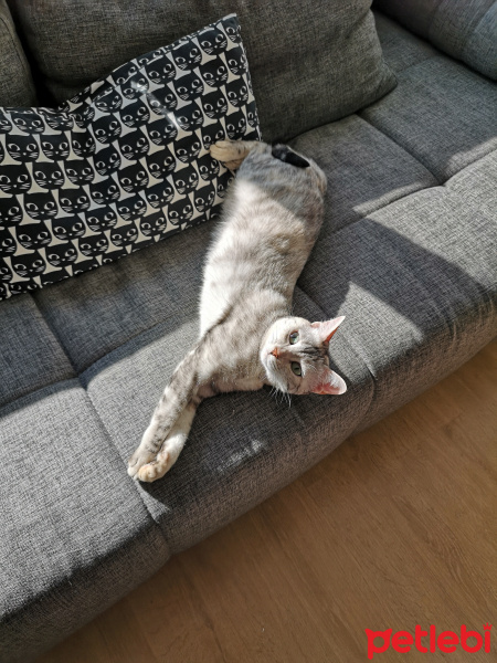 Tekir Kedi, Kedi  Minik fotoğrafı