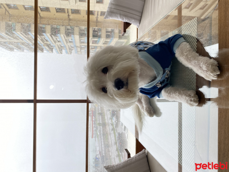 Maltese, Köpek  Tom fotoğrafı