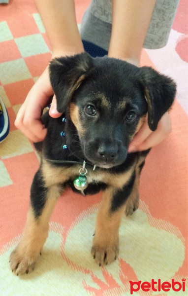 Sokö (Sokak Köpeği), Köpek  Loki fotoğrafı