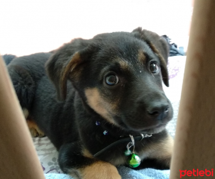 Sokö (Sokak Köpeği), Köpek  Loki fotoğrafı