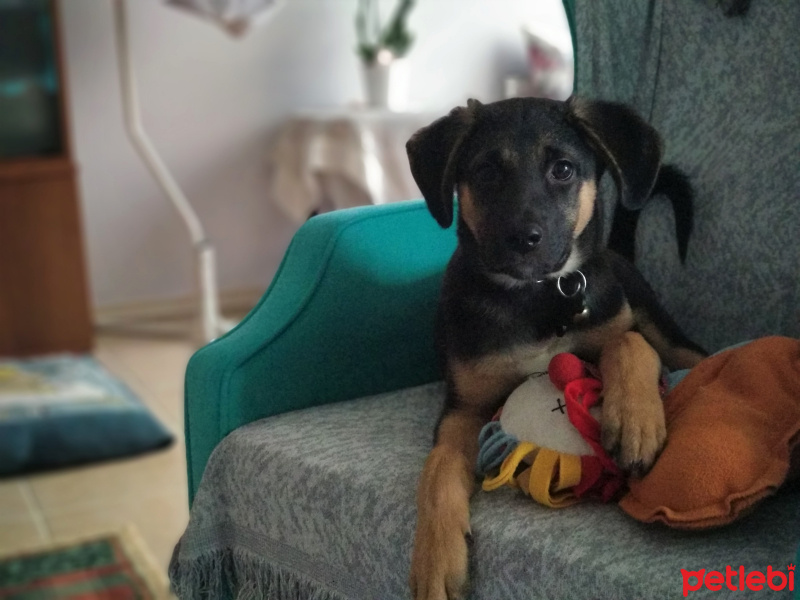 Sokö (Sokak Köpeği), Köpek  Loki fotoğrafı
