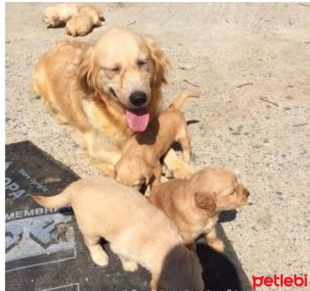 Golden Retriever, Köpek  ADA fotoğrafı