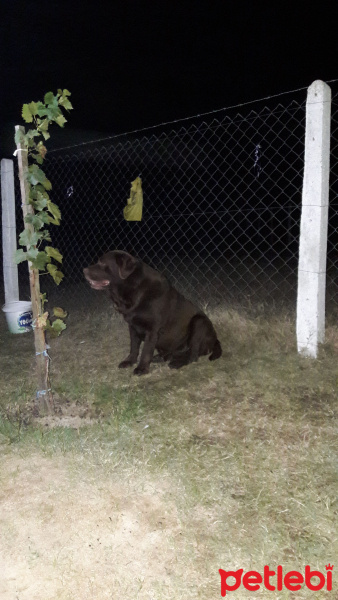 Labrador Retriever, Köpek  Oscar fotoğrafı