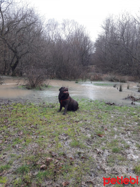 Labrador Retriever, Köpek  Oscar fotoğrafı