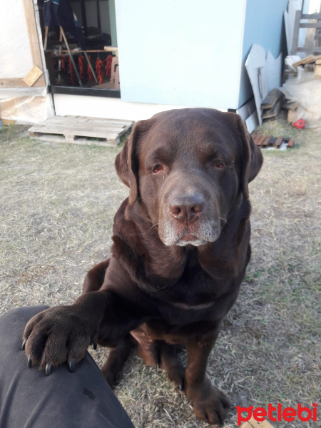 Labrador Retriever, Köpek  Oscar fotoğrafı