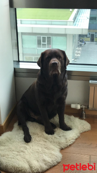 Labrador Retriever, Köpek  Oscar fotoğrafı