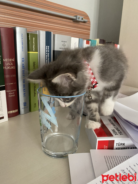 Tekir Kedi, Kedi  Gofret fotoğrafı