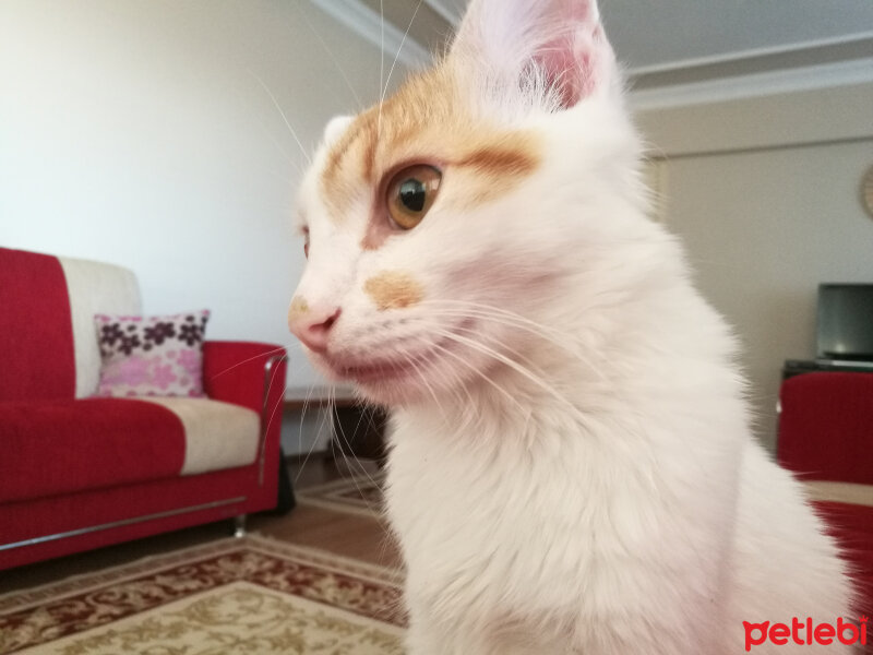 Ankara Kedisi, Kedi  Nikolay fotoğrafı