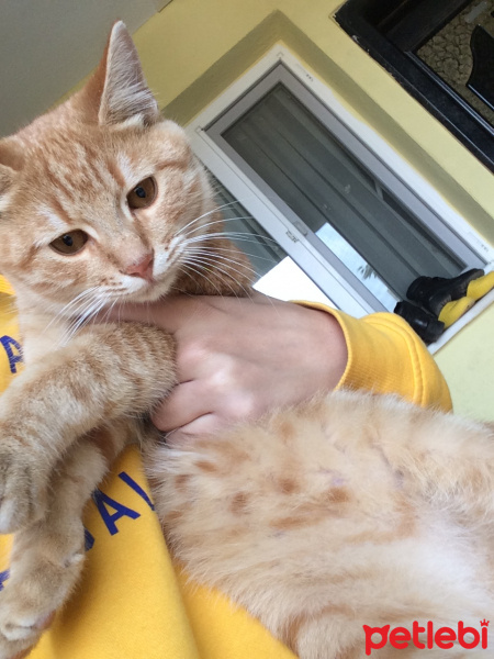 Sarman, Kedi  merlin fotoğrafı