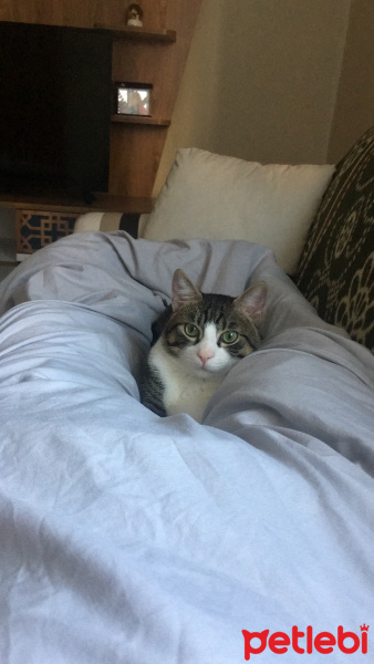 Tekir Kedi, Kedi  Kaymak fotoğrafı