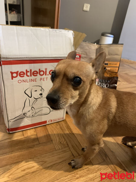 Sokö (Sokak Köpeği), Köpek  Dosti fotoğrafı