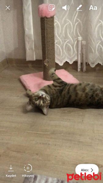 Tekir Kedi, Kedi  Şanslı fotoğrafı