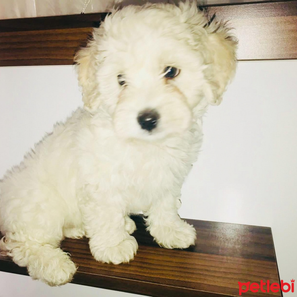 Maltese, Köpek  Pamuk fotoğrafı
