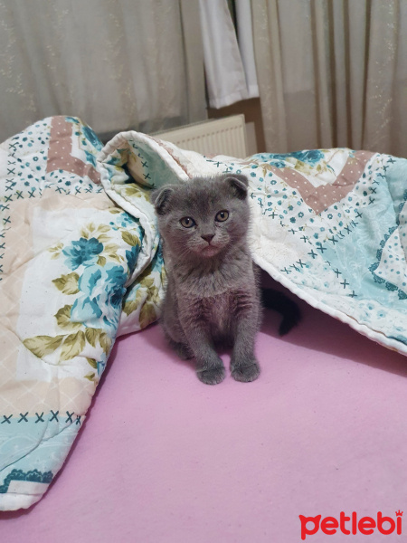 Scottish Fold, Kedi  Bobi fotoğrafı