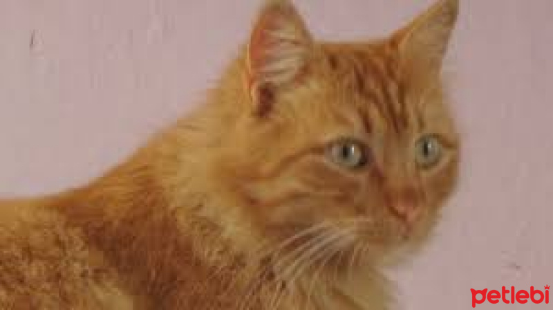 Sarman, Kedi  SARİKO fotoğrafı