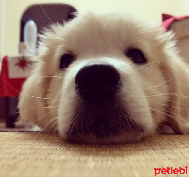 Golden Retriever, Köpek  Kont fotoğrafı