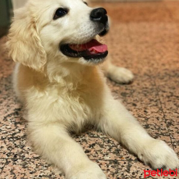 Golden Retriever, Köpek  Kont fotoğrafı