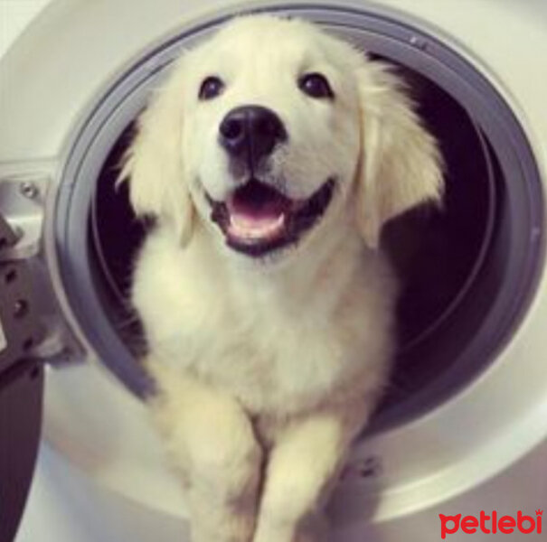 Golden Retriever, Köpek  Kont fotoğrafı