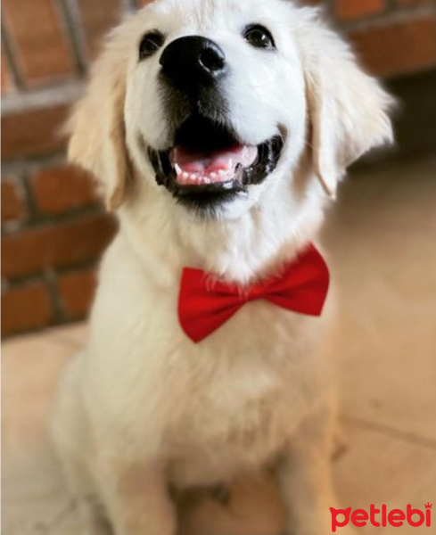 Golden Retriever, Köpek  Kont fotoğrafı