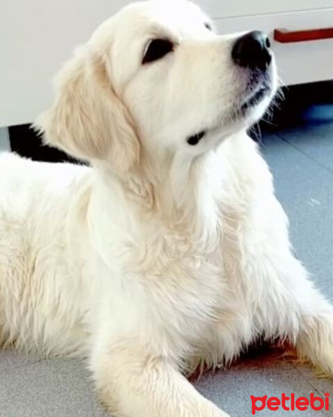 Golden Retriever, Köpek  Kont fotoğrafı