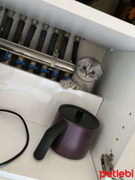 Scottish Fold, Kedi  Ares fotoğrafı
