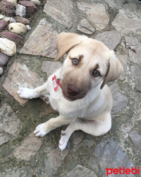 Sokö (Sokak Köpeği), Köpek  Latte fotoğrafı