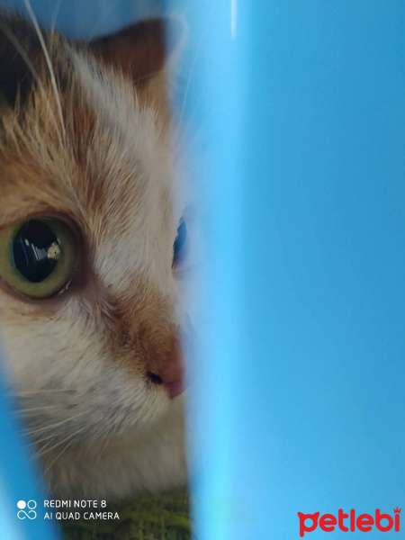 Tekir Kedi, Kedi  Pofidik fotoğrafı