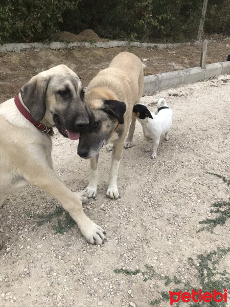 Kangal, Köpek  Leon fotoğrafı