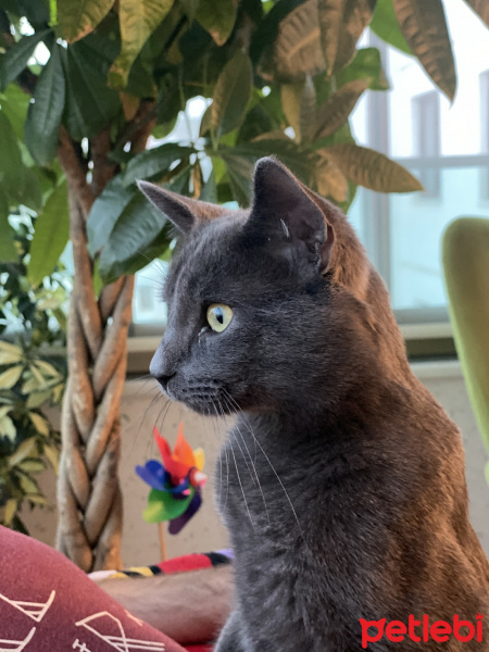 Mavi Rus, Kedi  Paşa fotoğrafı
