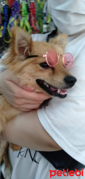 Pomeranyalı, Köpek  odin fotoğrafı
