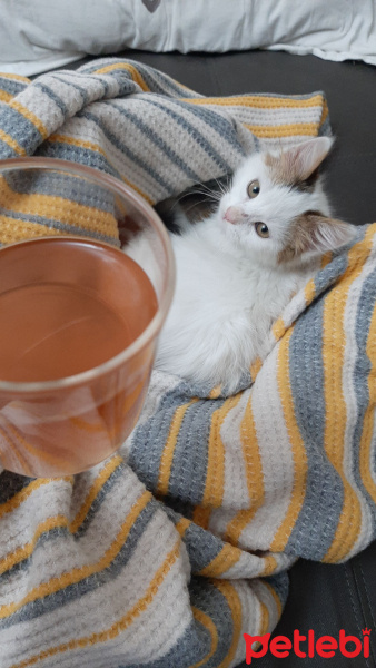 Tekir Kedi, Kedi  Tospik Çiçek fotoğrafı