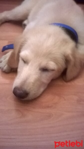 Golden Retriever, Köpek  Bella fotoğrafı