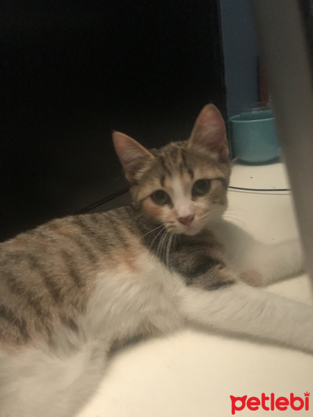 Tekir Kedi, Kedi  Yuumi fotoğrafı