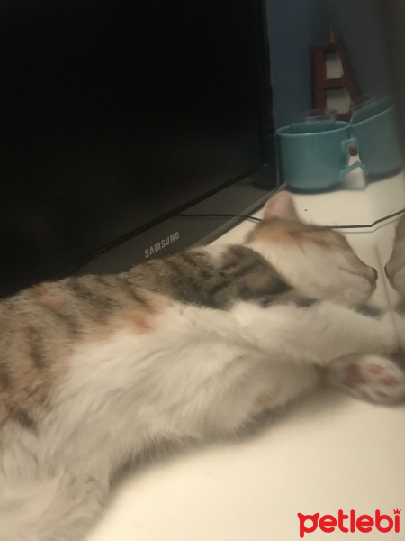 Tekir Kedi, Kedi  Yuumi fotoğrafı