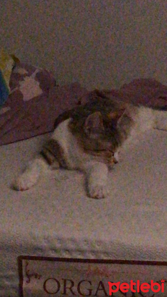 Tekir Kedi, Kedi  Yuumi fotoğrafı