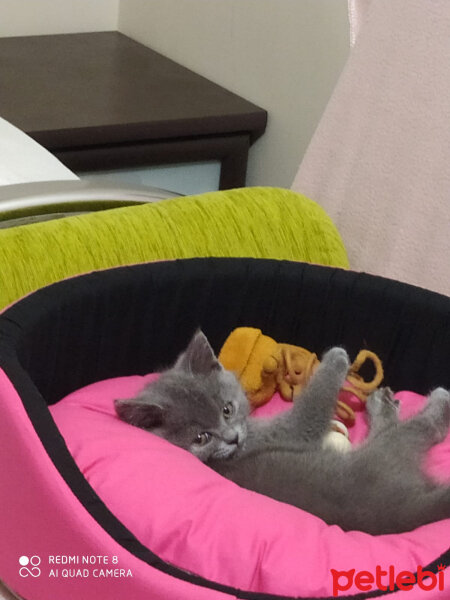 British Shorthair, Kedi  Maya fotoğrafı