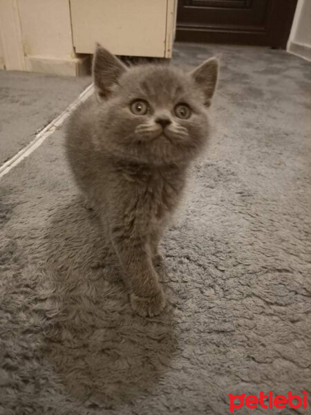 British Shorthair, Kedi  Maya fotoğrafı