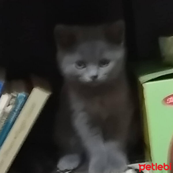 British Shorthair, Kedi  Maya fotoğrafı