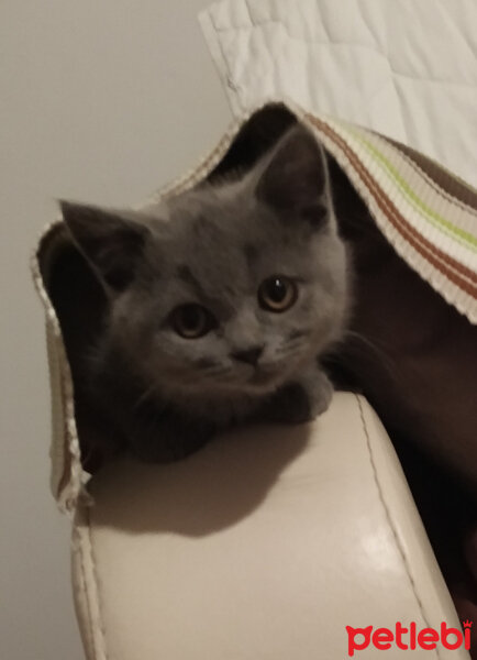 British Shorthair, Kedi  Maya fotoğrafı