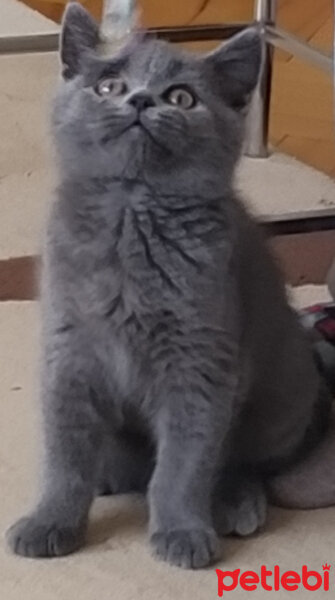 British Shorthair, Kedi  Maya fotoğrafı