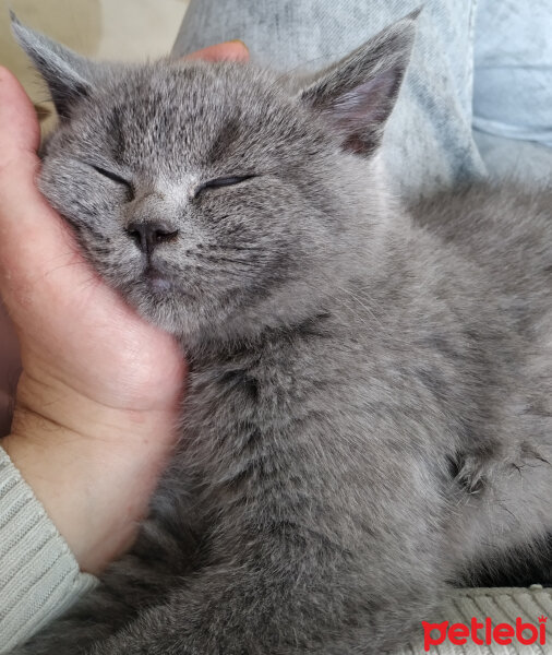 British Shorthair, Kedi  Maya fotoğrafı