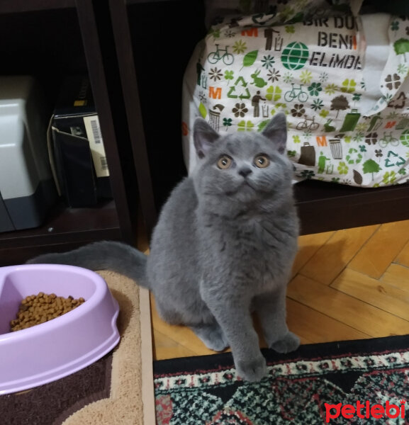 British Shorthair, Kedi  Maya fotoğrafı