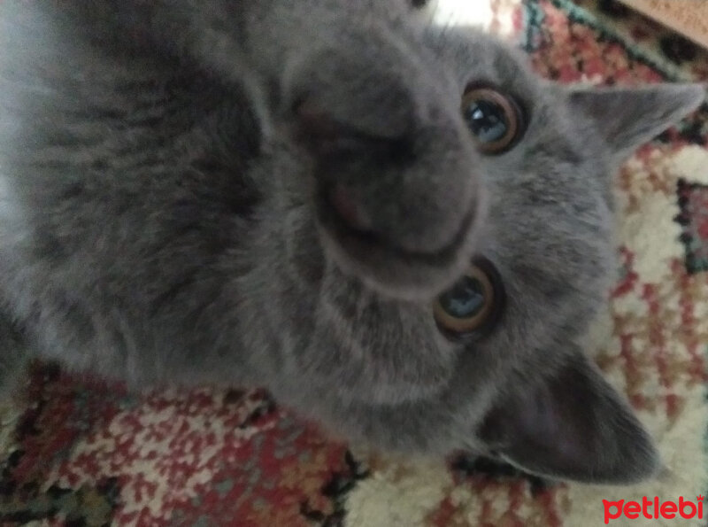 British Shorthair, Kedi  Maya fotoğrafı