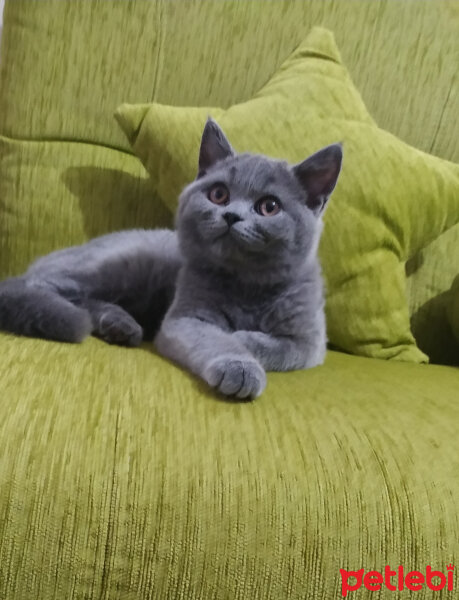 British Shorthair, Kedi  Maya fotoğrafı