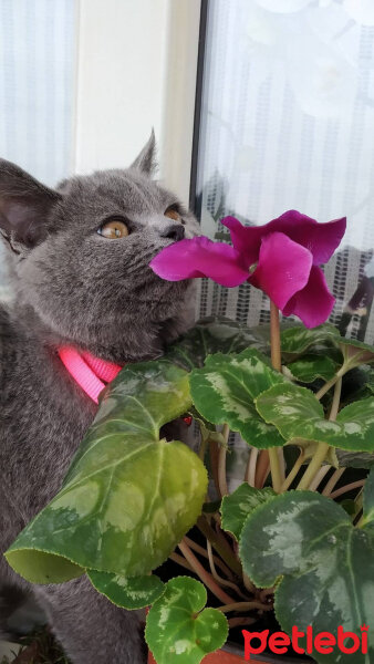 British Shorthair, Kedi  Maya fotoğrafı