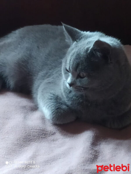 British Shorthair, Kedi  Maya fotoğrafı