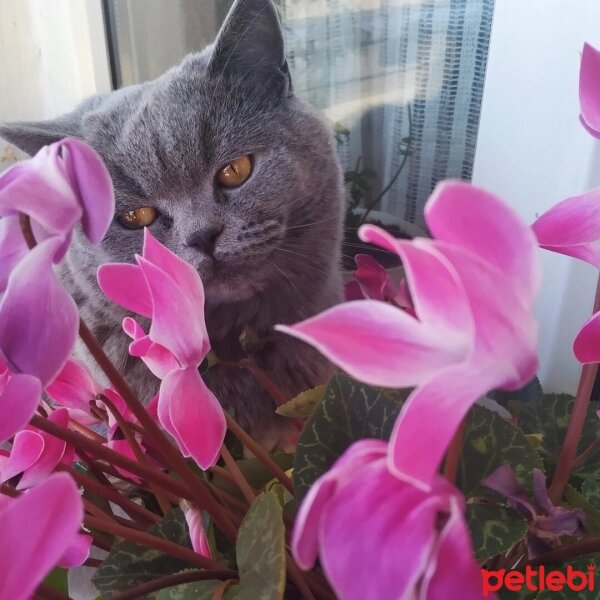 British Shorthair, Kedi  Maya fotoğrafı