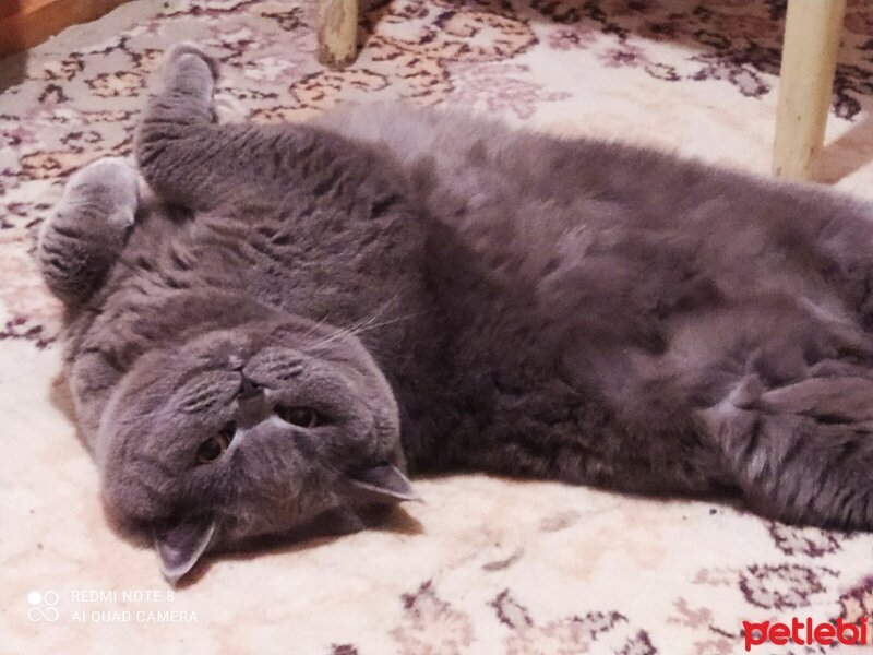 British Shorthair, Kedi  Maya fotoğrafı