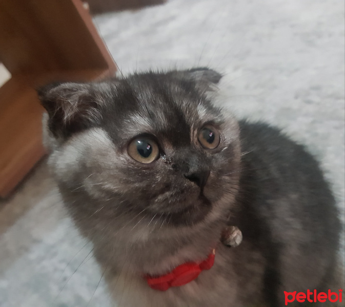 Scottish Fold, Kedi  Mila fotoğrafı